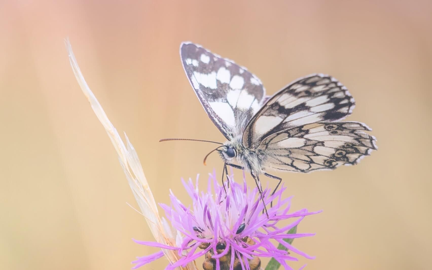 Trying To Get Off The Roller Coaster Increases Overwhelm