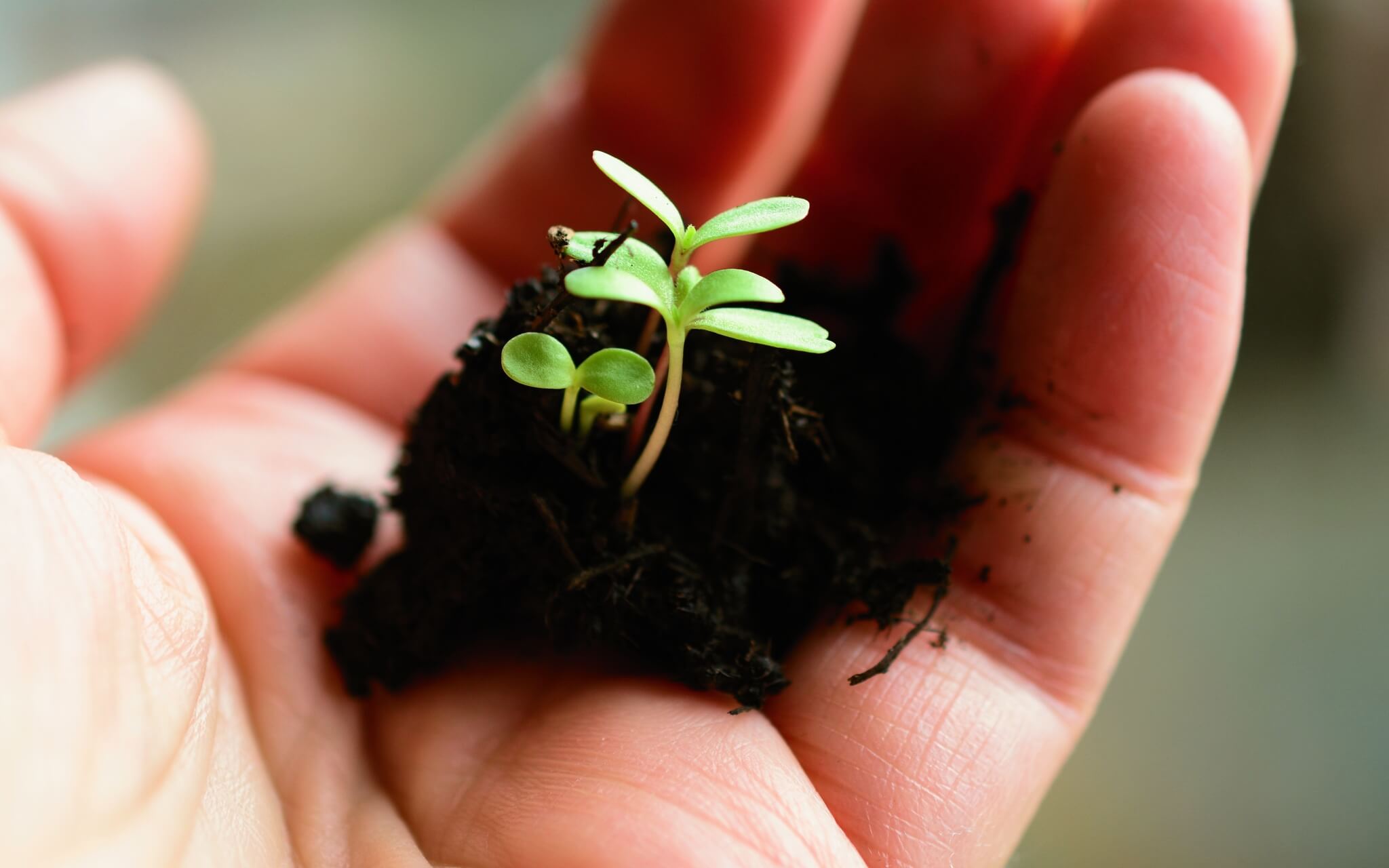 Visualizzazione Luna Piena Di Marzo (Luna del Seme)