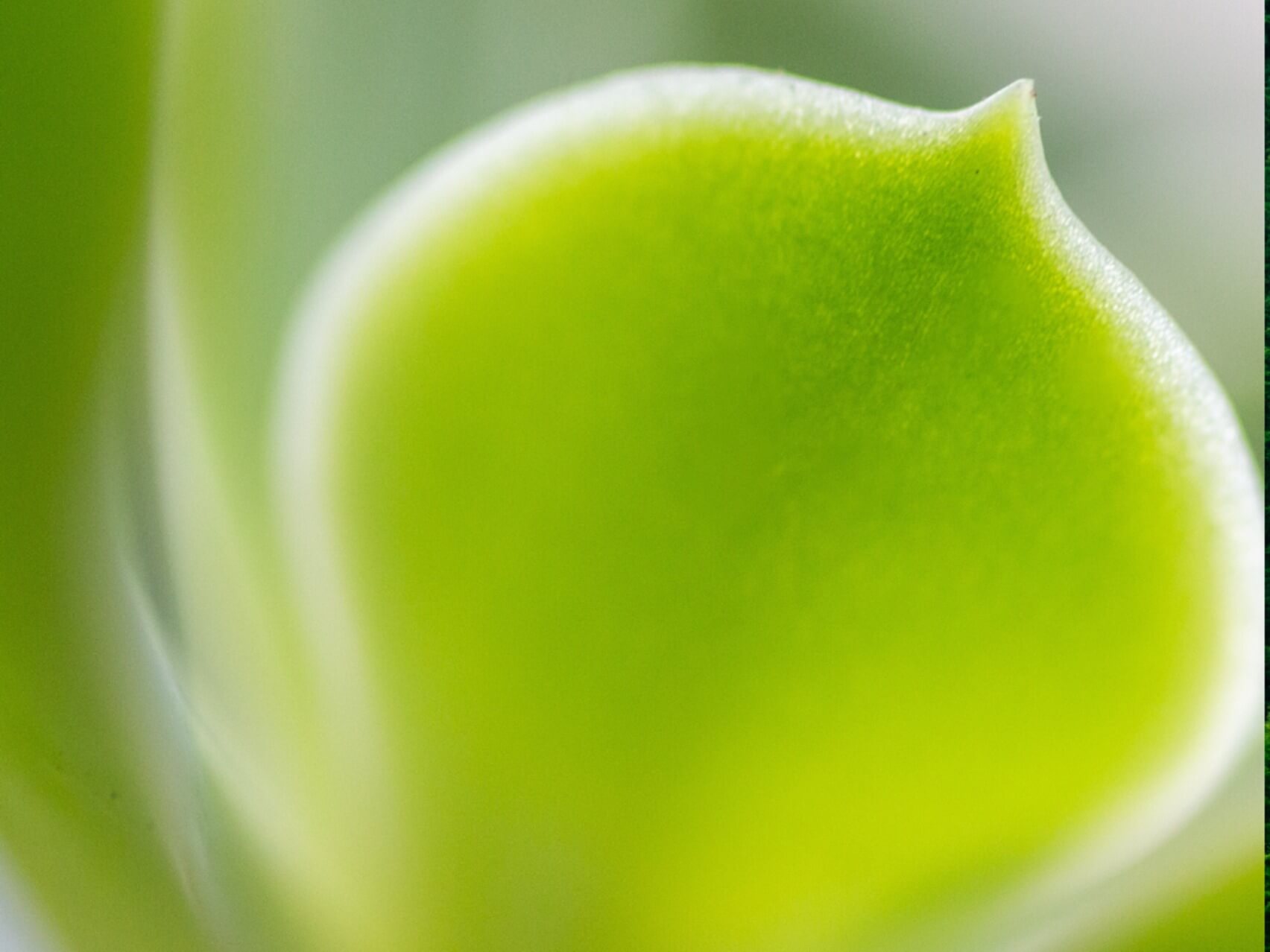 Relajación Profunda