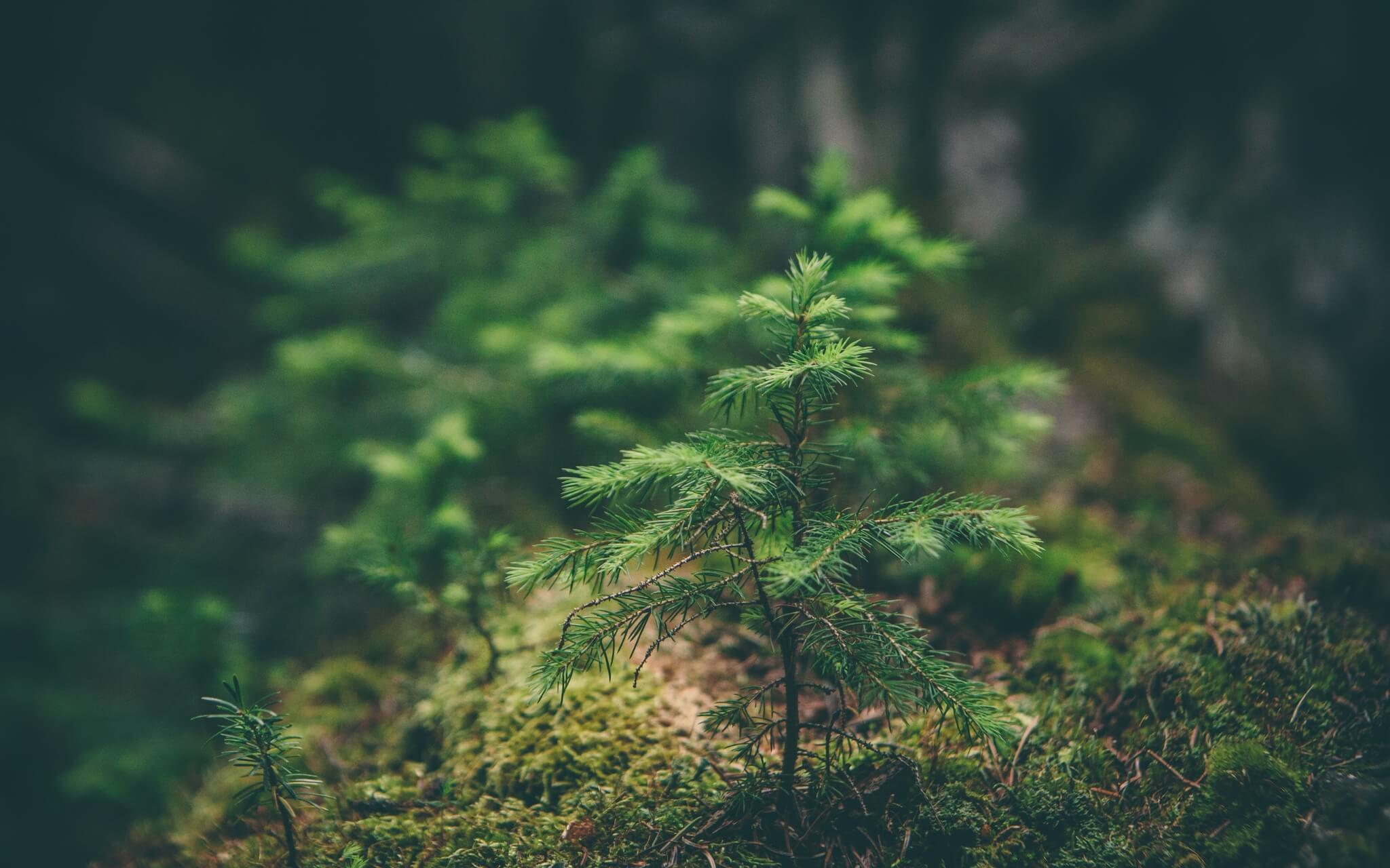 Grounding Into The Present Moment - 5 Minute Daily Insight