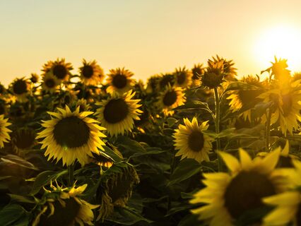 Summer Solstice Loving - Kindness Meditation