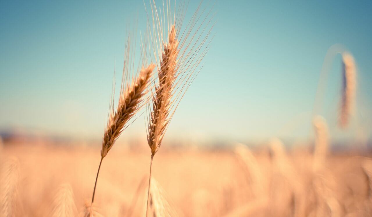 Lughnasadh: Gratitude On The August Harvest Festival