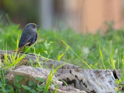 Birdsong Mindfulness Walk