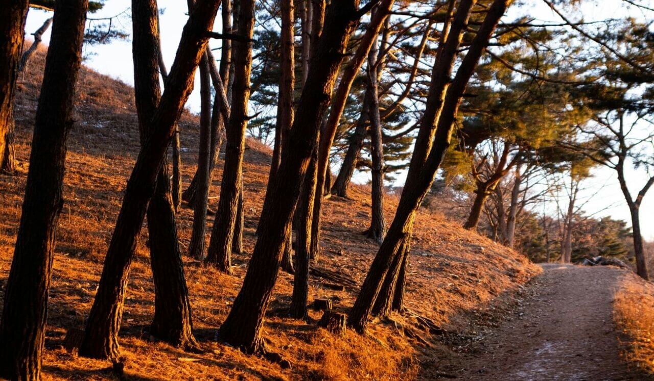 Release Trauma Signals - Self-Abuse