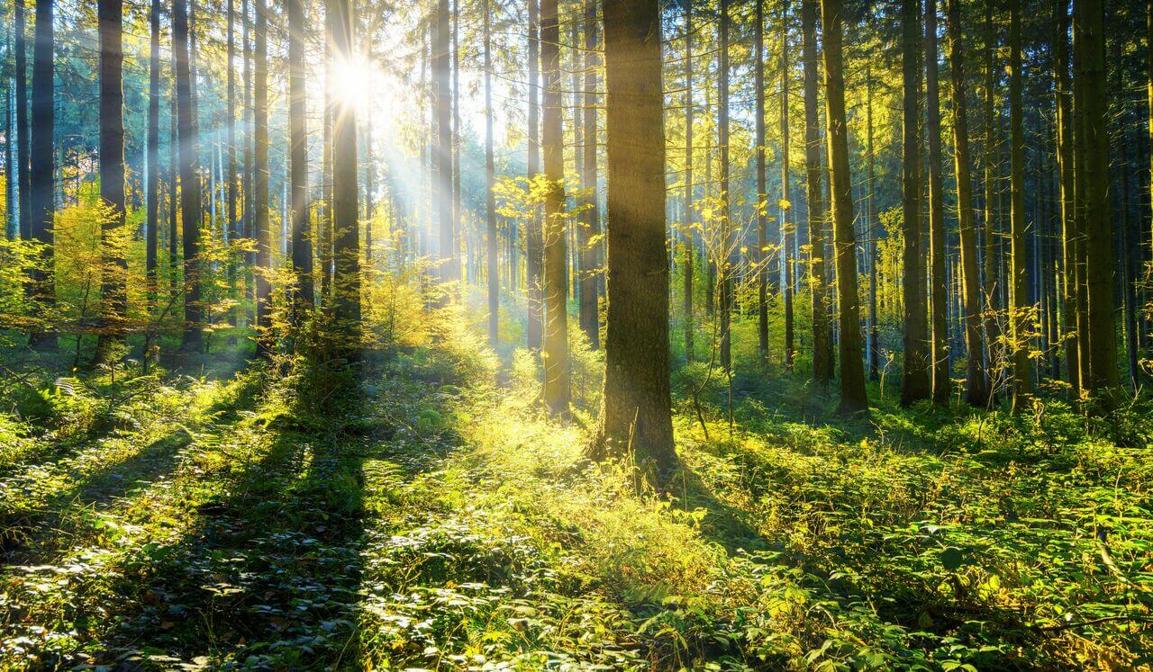 Yoga Nidra Forest Dreams