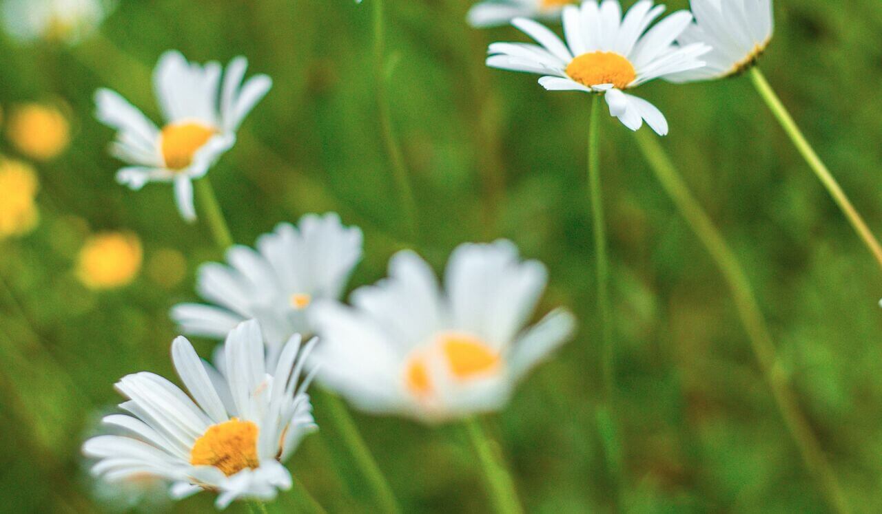 IFS Meditation - Sensations, Feelings, Thoughts