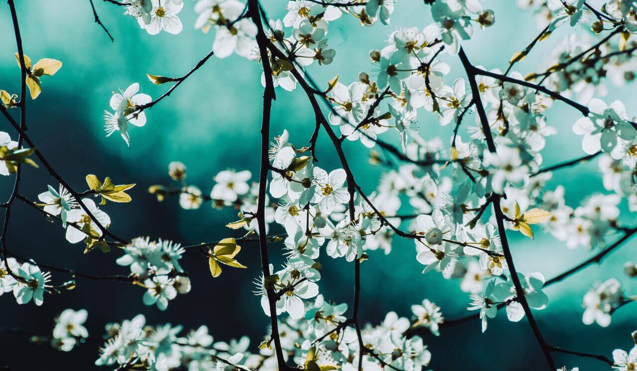 Duerme En Tu Santuario Interior