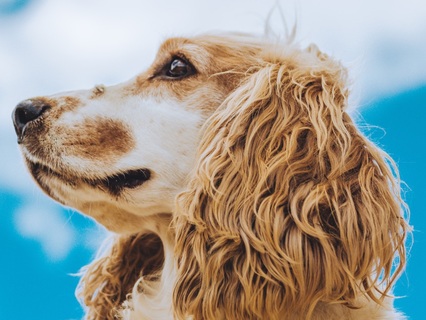 Grieving The Loss Of A Pet - by Dr Traci Moreno