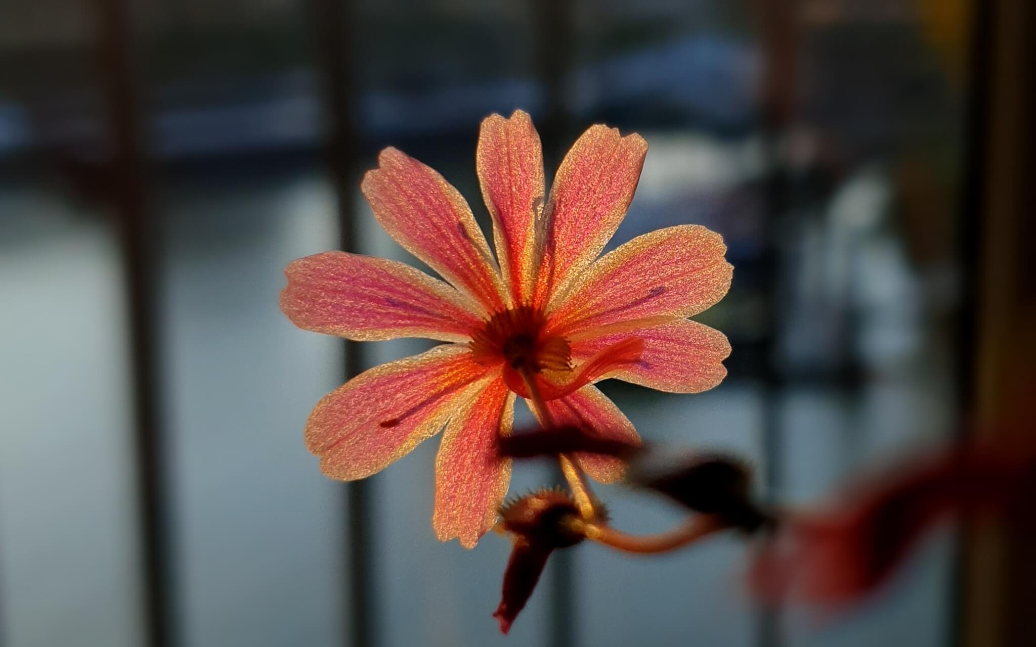 Op Reis naar Helderheid