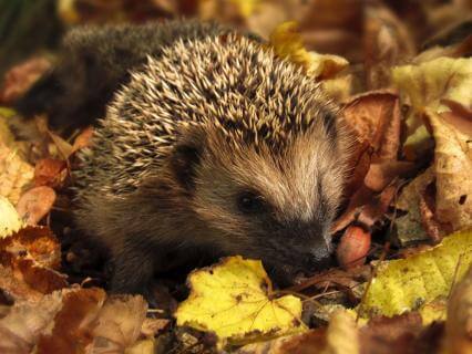Seasonal Wisdom: October - by Mark Rowland
