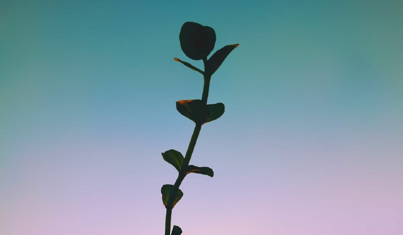 Your Reiki Day: Level 2