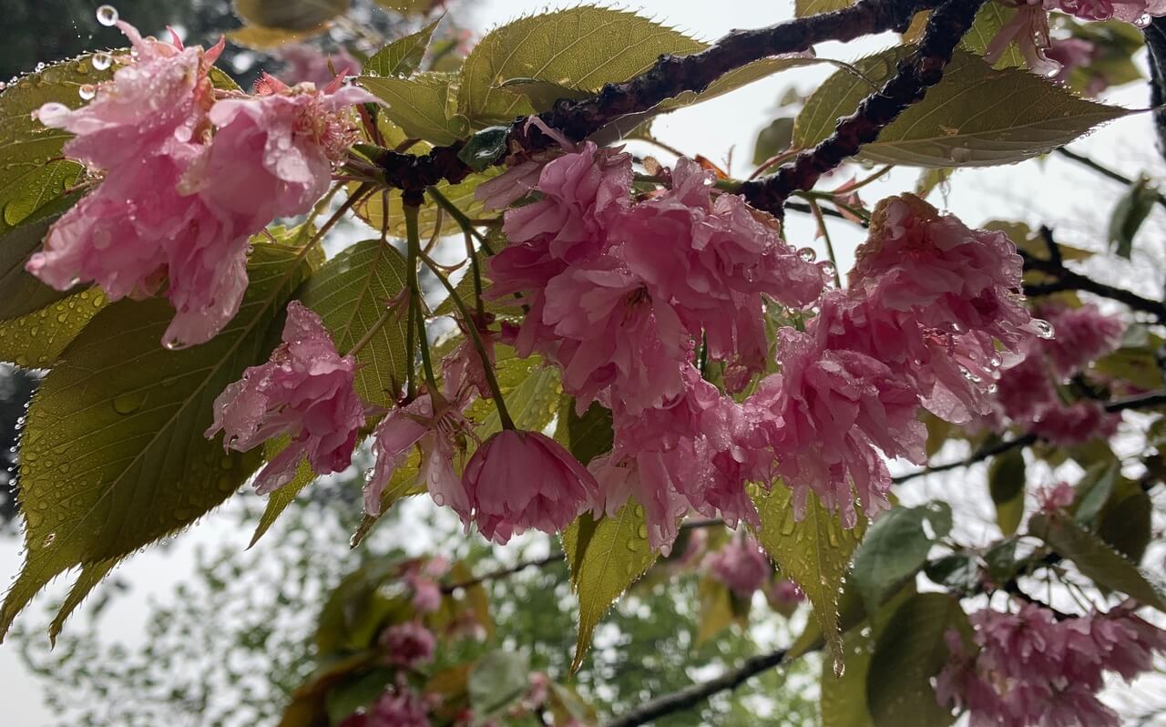 Taking Your Compassionate Seat (Short)