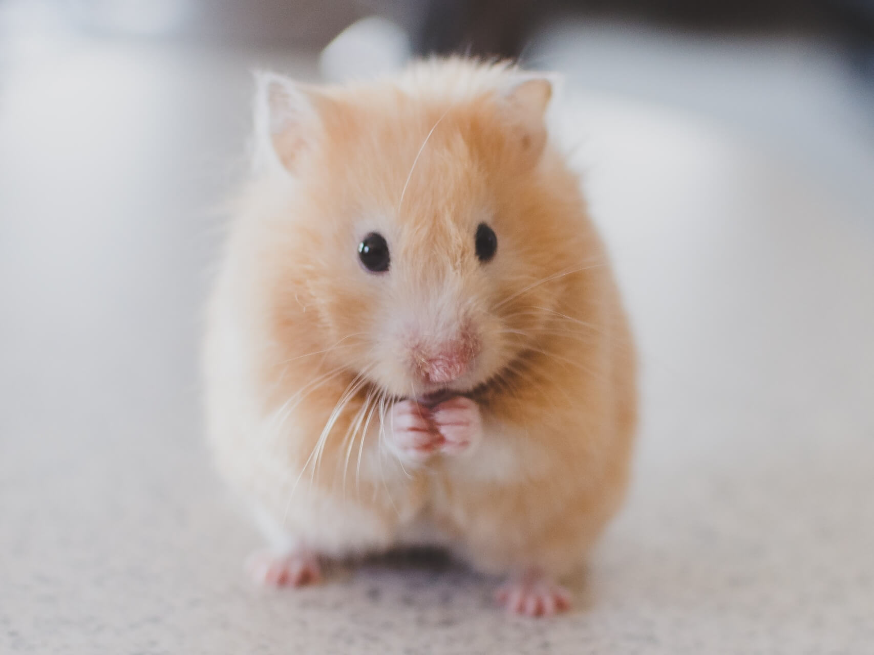 Mindfulness verhaal: de Vraag van Muis