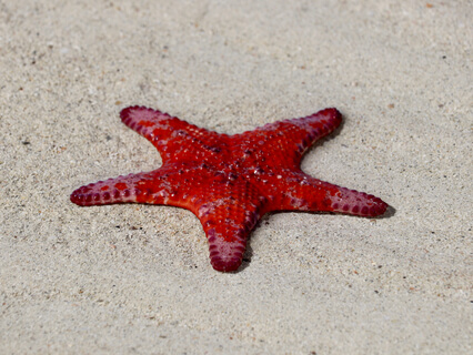 Meditation - Shifte deinen Fokus