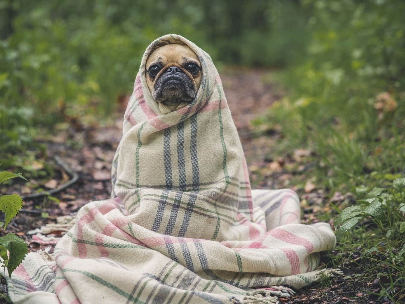 Complex PTSD - S.O.S. (Trauma Informed)