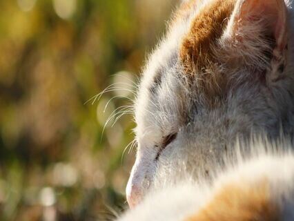 How To Have Sound Sleep Following A Few Simple Approach - by Sanghamitra Dhar