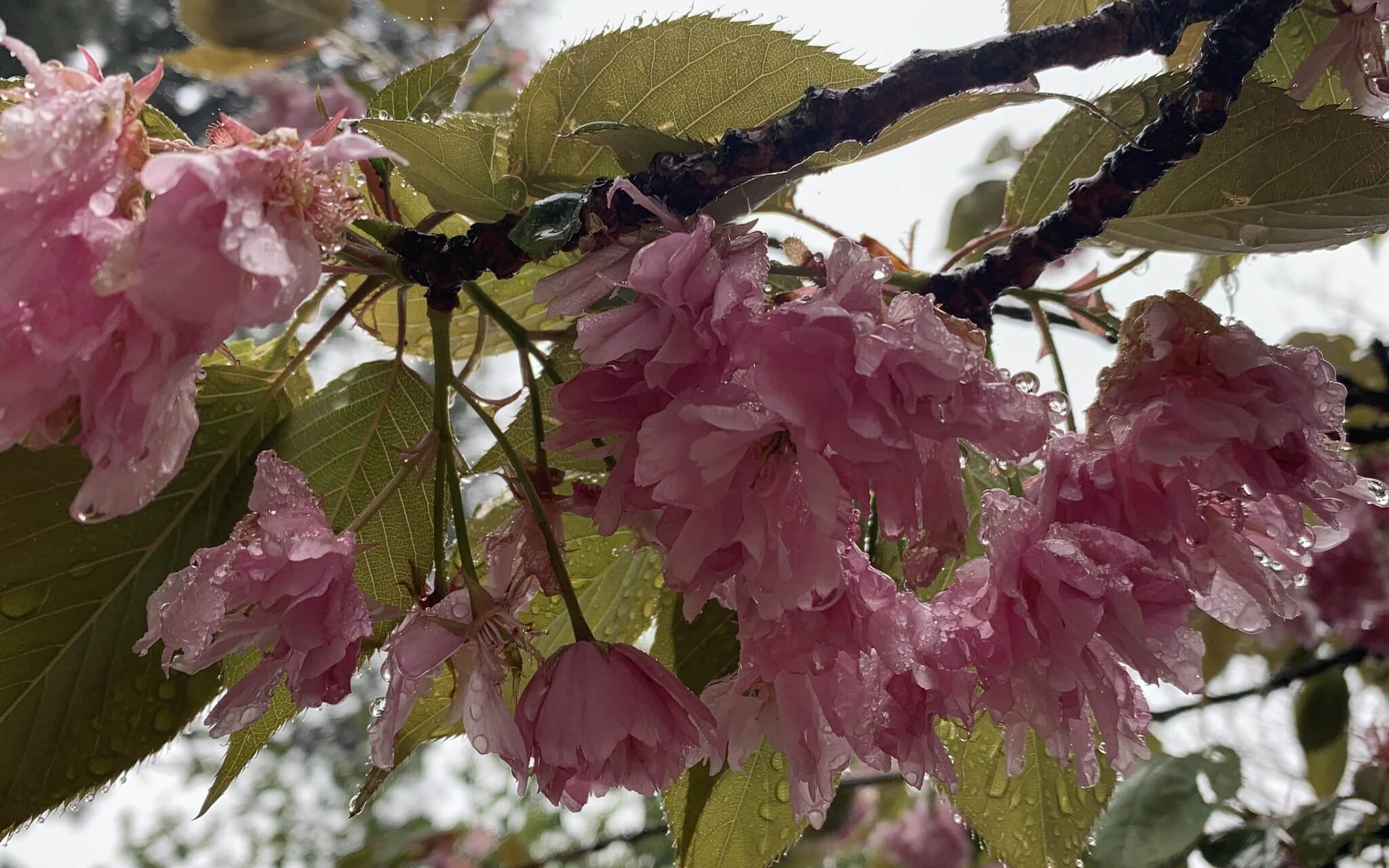 Long Compassionate Body Scan