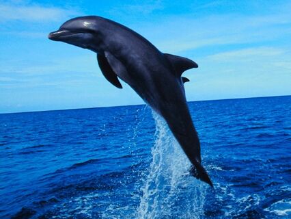 Rebirth Yourself - by Helen Hansen