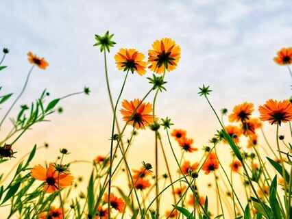 Manifest Joy: A Daily Practice Of Gratitude