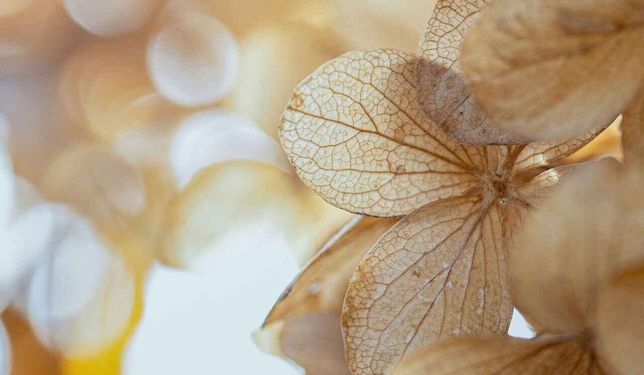 A Somatic Reset For When You Feel Disconnected