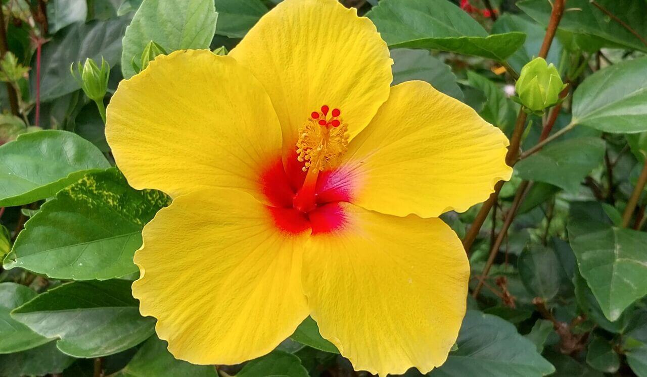 Daily Chakra Balancing With Reiki: Solar Plexus