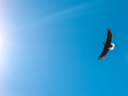 Cuento Corto: el Águila | El Carmel, Insight Timer