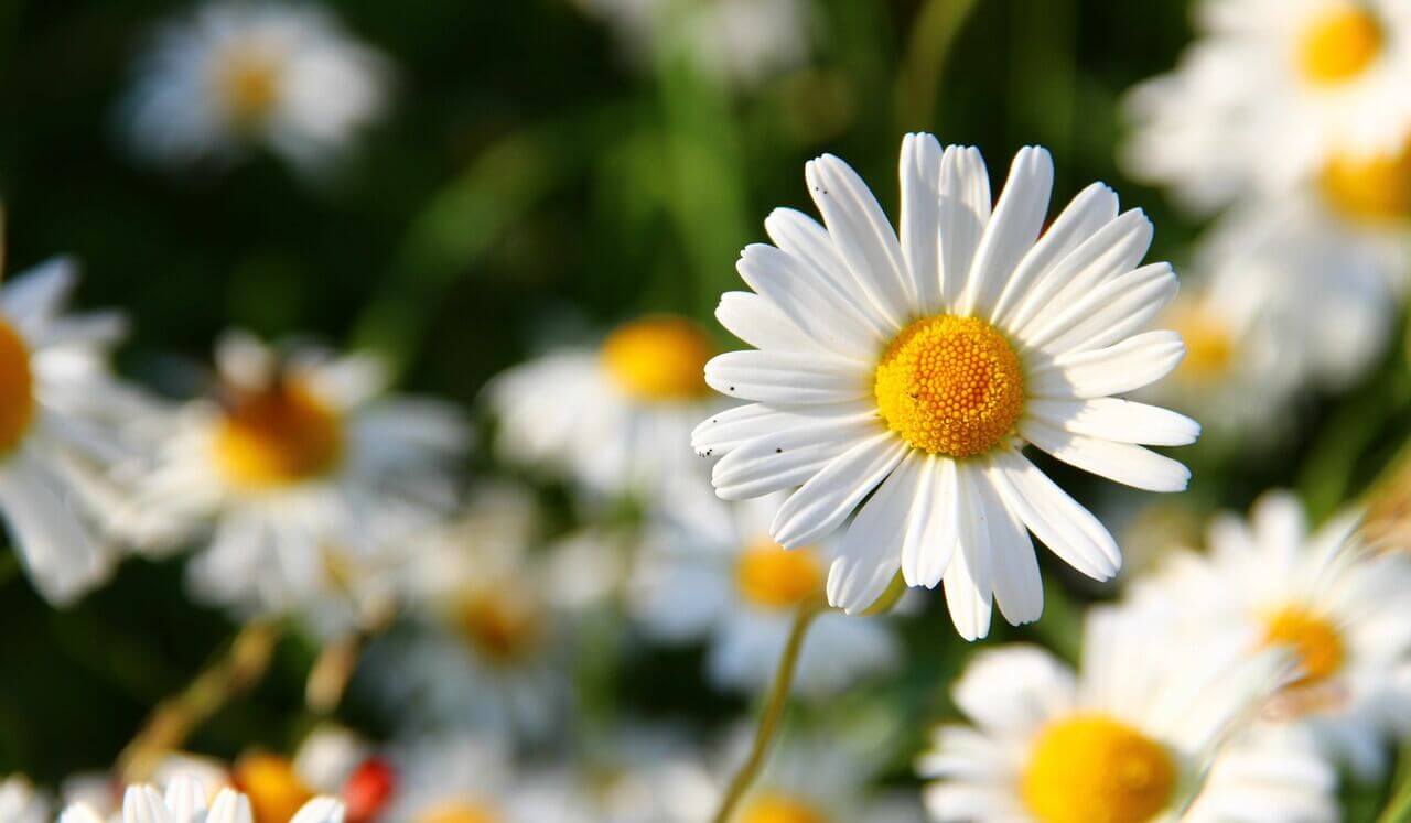 Loving Kindness : May The Light Of My Soul