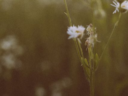 Practical Peace: A Journey To A Calmer Nervous System - by Heather Waxman