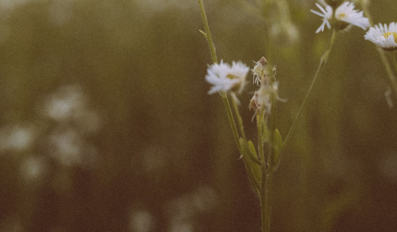 Practical Peace: A Journey To A Calmer Nervous System