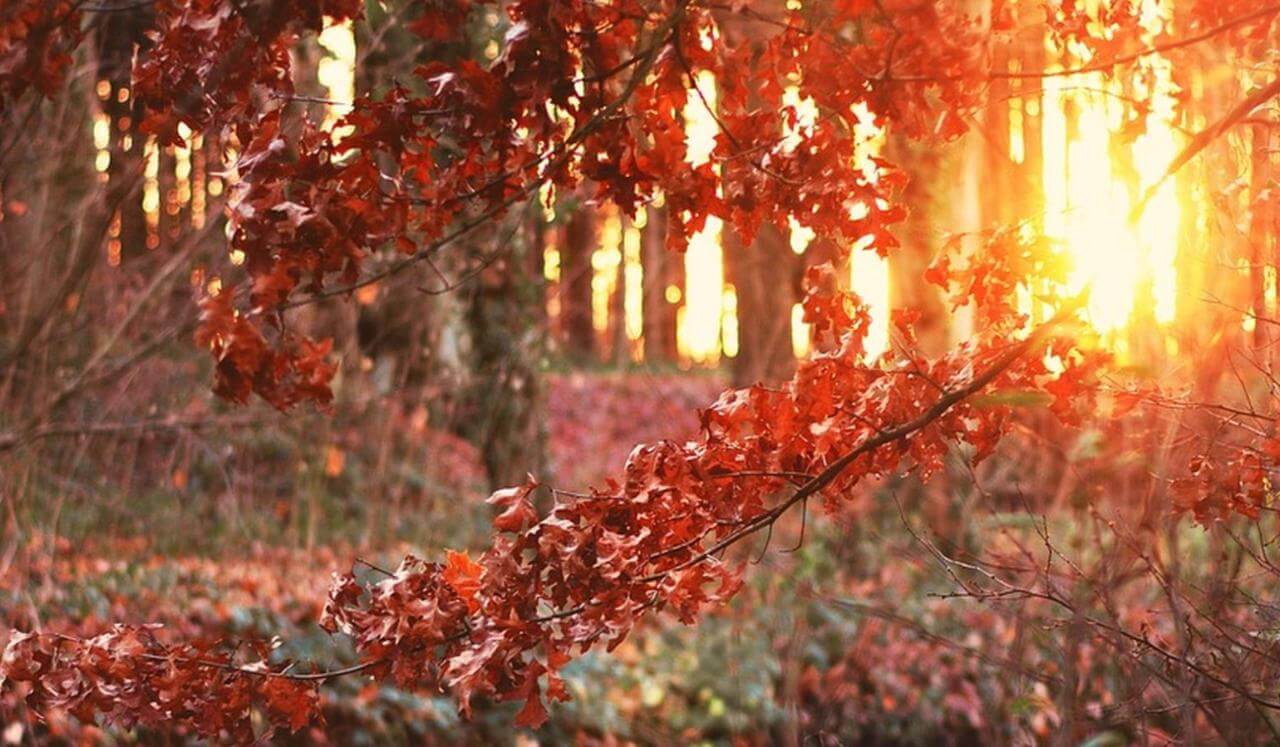 Sacred Presence: Listening Without Reaching