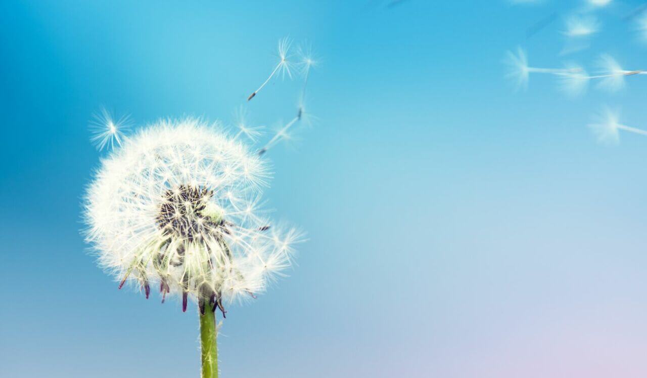 Wind Music To Tap Into Your Brilliance And Kindness