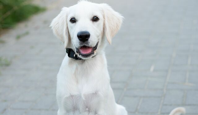 One Man And A Dog Sleepy Story Stephen Dalton