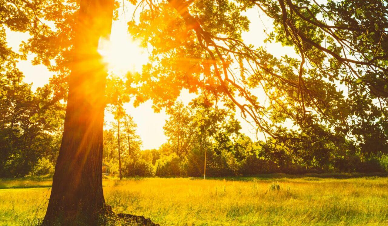 Morning Meditation: Peaceful Check In