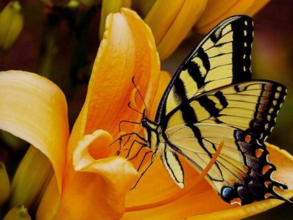 Educating The Ego For Inner Freedom – Intensive 2: Joy As Your True Nature - by Stephanie Aurand