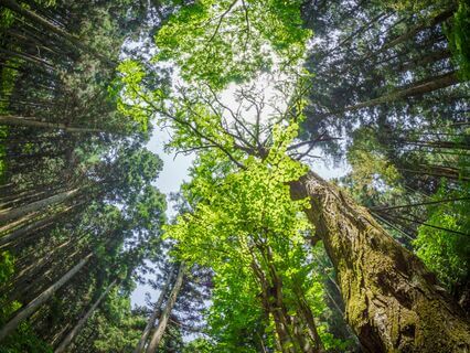 Micro Eco Explorations: Rediscover Your World - by Juli Hammersley