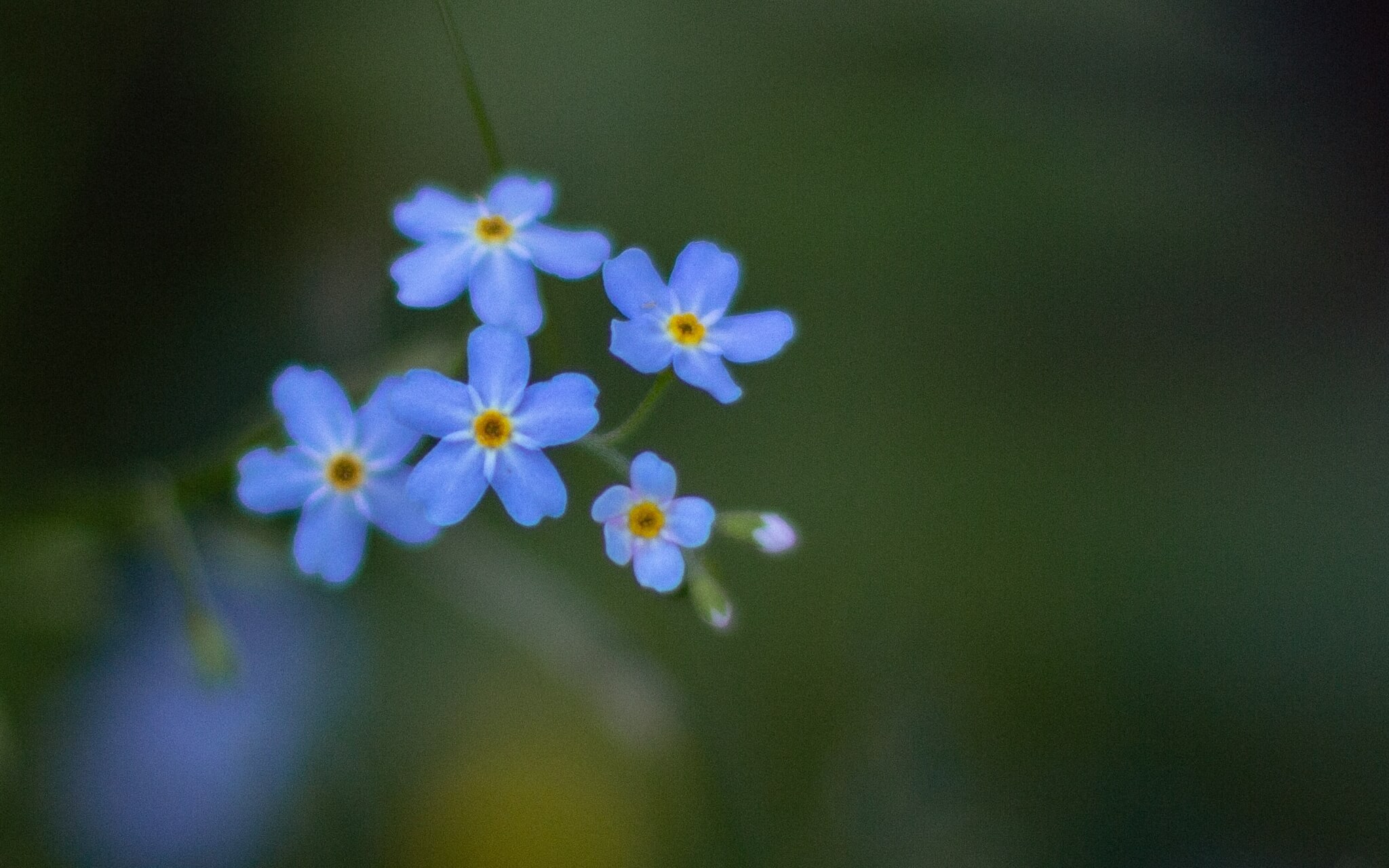 Softening Shame In The Body