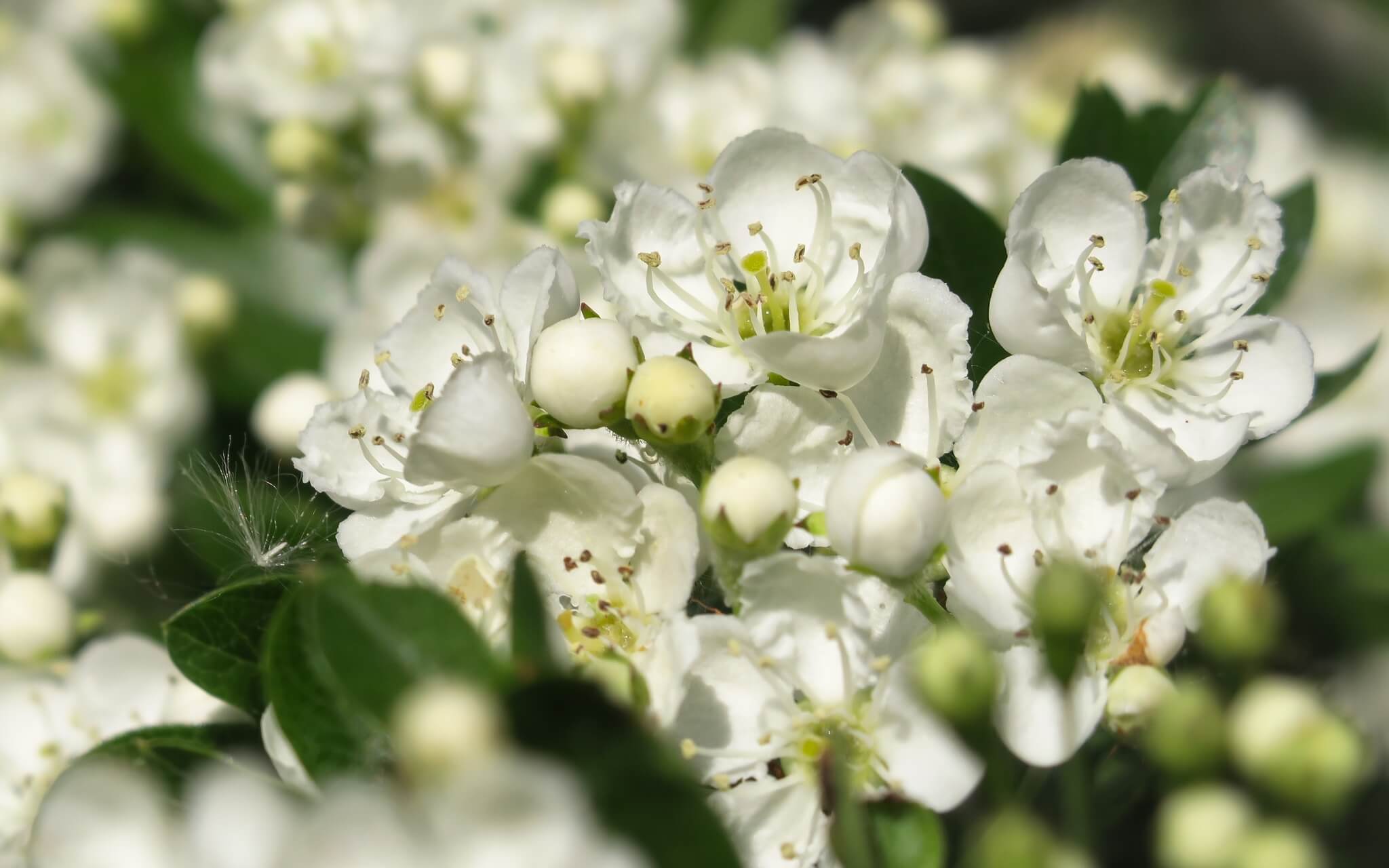 Beltane Meditation For Opening The Heart 