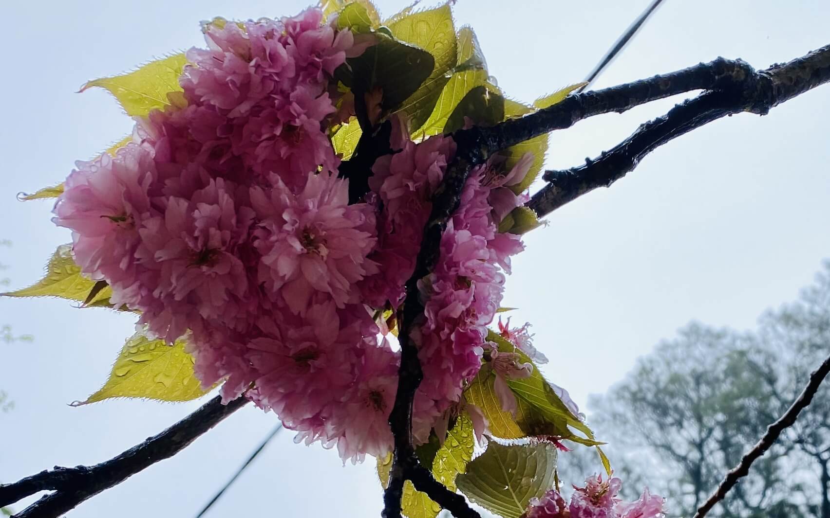 Mindful Self Compassion Break