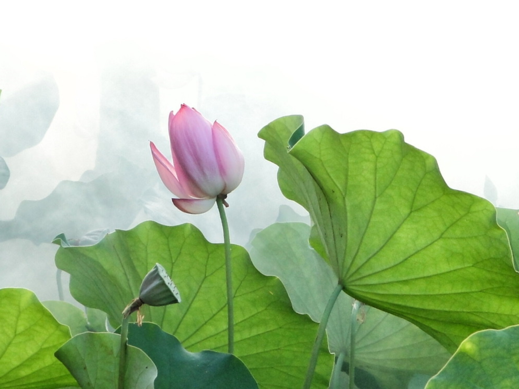 Self-Compassion Break