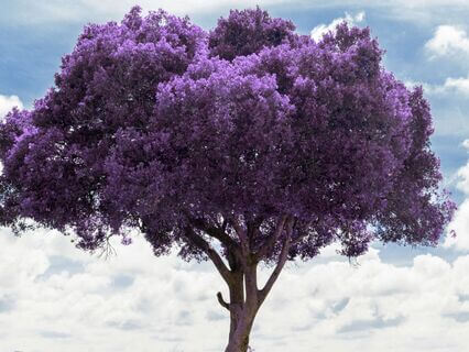 The Crown Chakra And Our Breath: Gateways To The Universe