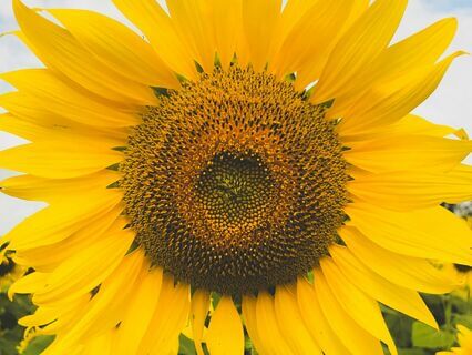 Replenish Your Joy - by Alice Langholt