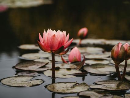 Basics Of Buddhism: Establishing Mindfulness - by Karen Anderson