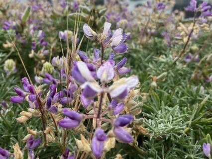 Internal Family Systems (IFS) Meditative Journey