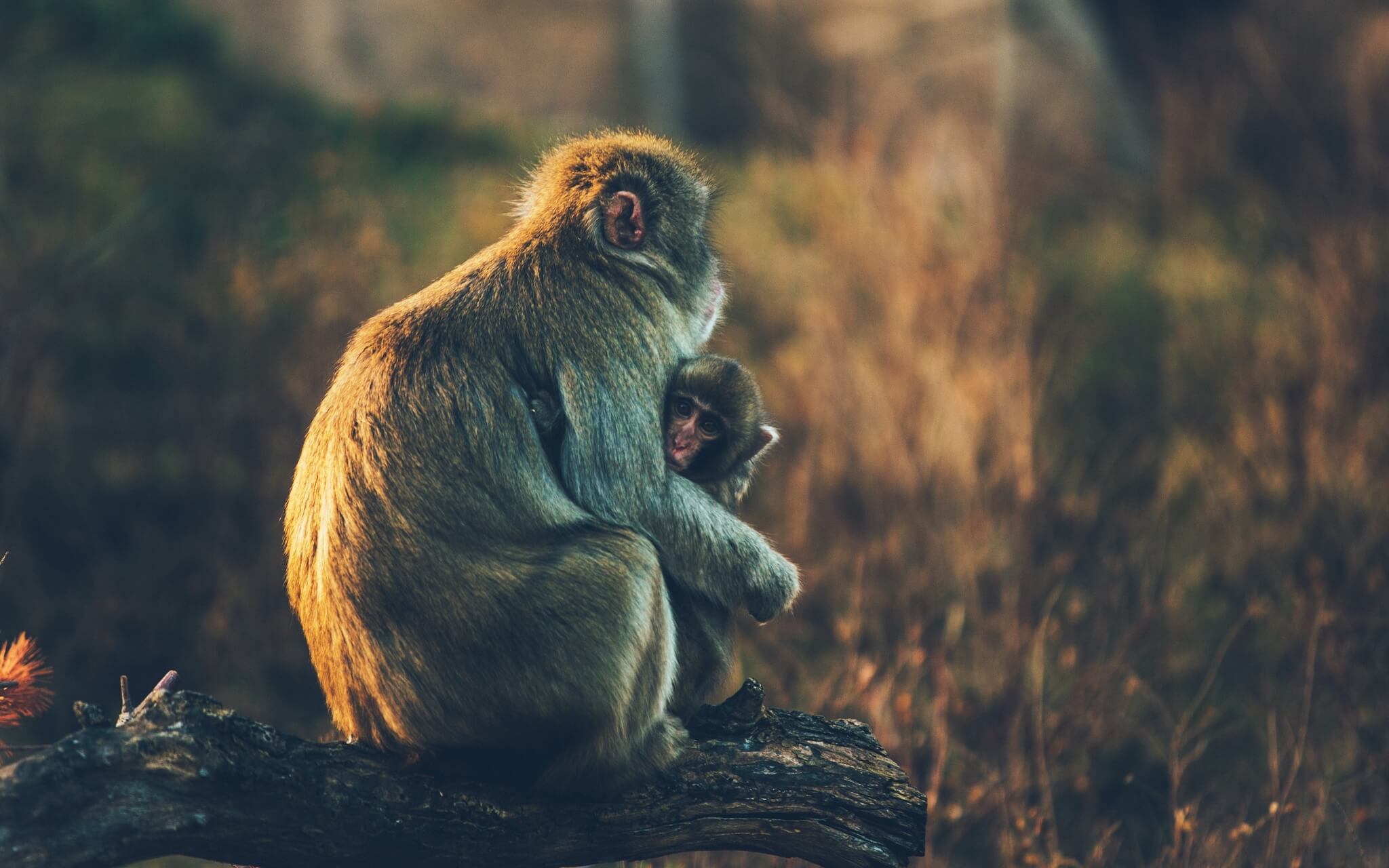 Inner Child Guided Visualization