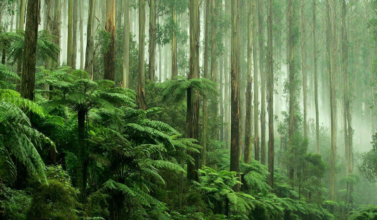 Summer Sleep In the Forest: Deep Sleep