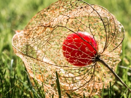 3-Step Breathing Space (MBCT)