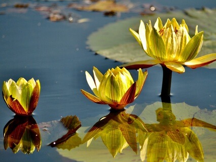 Recover & Restore Somatic Movement Series - by Meg Rinaldi