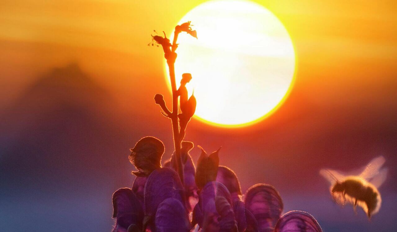 Despierta Tu Luz, Que Acompañe Tu Día