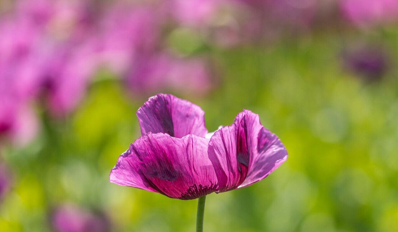 La Calma de Ser (Autoindagación)