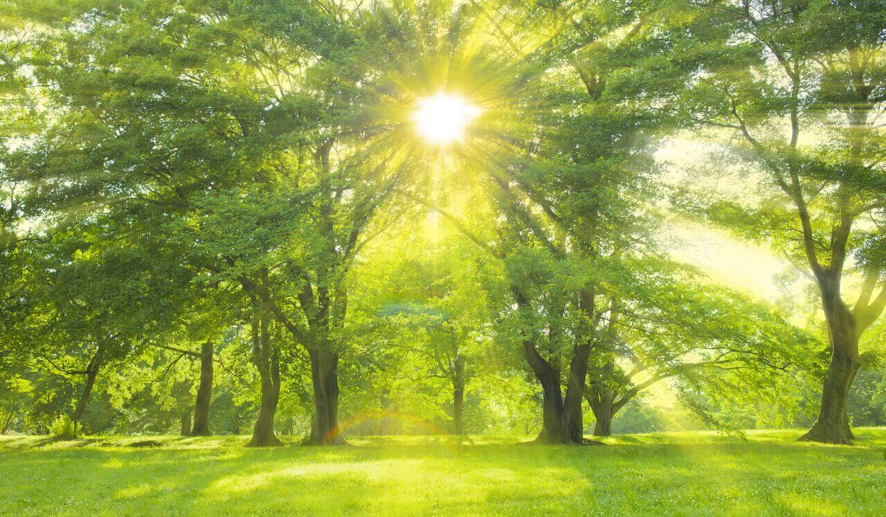 Sleep Journey: The Magical Garden Of Dreams